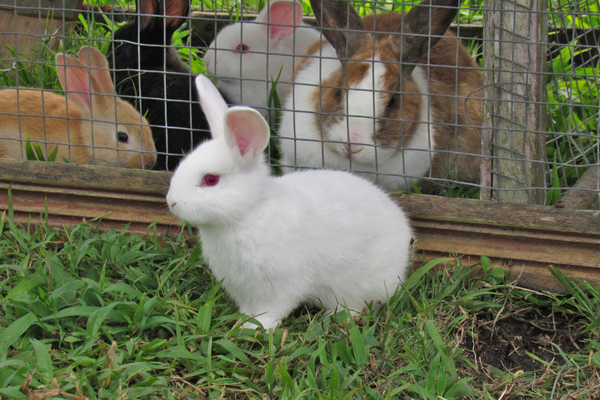 Tavşan Eti Üretimi
